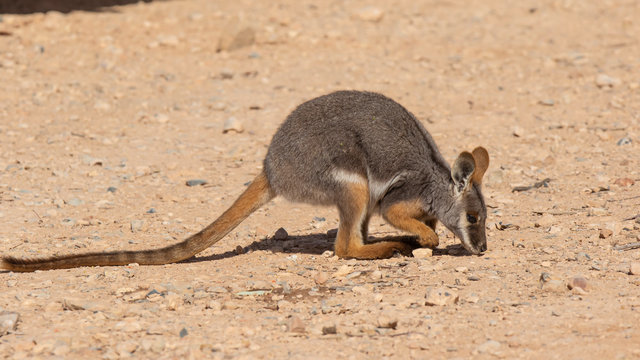 Yellow-footed Rock Wallaby Husbandry Manual - Marsupial and ...