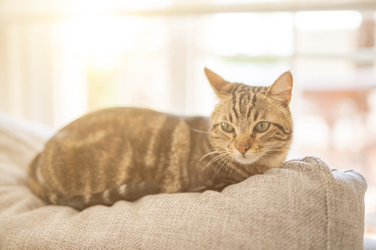 Beautiful short hair cat lying on the sofa at home