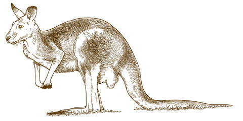 Naklejka na ściany i meble engraving illustration of grey kangaroo