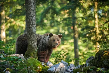 Poster Wild brown bear (Ursus arctos) close up © Piotr Krzeslak
