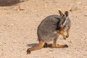 Yellow-footed Rock-wallaby (Petrogale xanthopus). Gammon Ranges National Park, South Australia, Australia