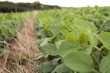 Bean plantation agriculture