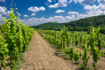 Fototapeta na wymiar Vineyard landscape with beautiful clouds and blue sky in summer. Cloud, background. Beautiful vineyard, Pannonhalma Wine Region in Hungary