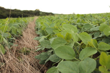 Fototapeta na wymiar Bean plantation agriculture