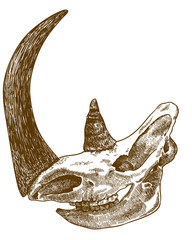 woolly rhinoceros skull