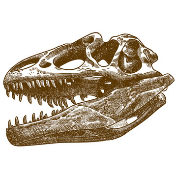 engraving illustration of tyrannosaurus skull