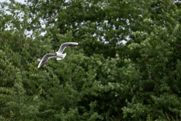 gull hunting 2