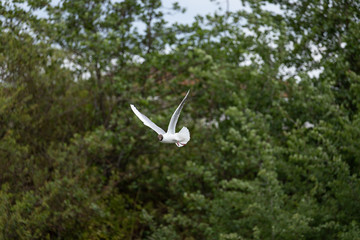 gull hunting 1