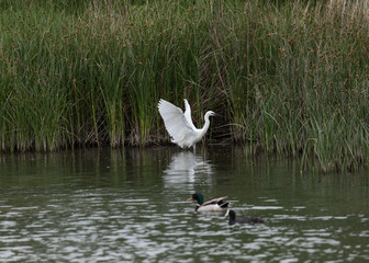 Little Eagret lake 6