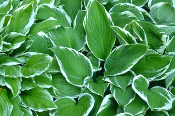 background of large green leaves.