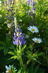 Flowering lupines and daisies. Herbal meadow in summer.