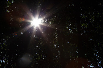 The sun shines through the foliage. Bright summer sun heats its warmth. Background sunlight...