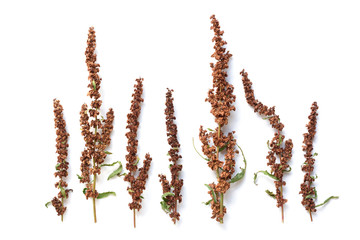 Dried Flower Pattern - Rumex Cripus plant on white background