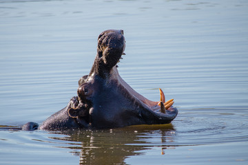 Hungry Hippo