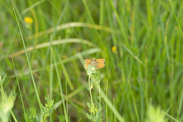 Large Skipper Butterfly 3