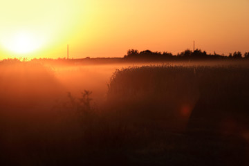 Piękny zachód słońca nad polami zbóż, mgła.