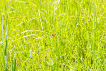 Large Skipper Butterfly 2
