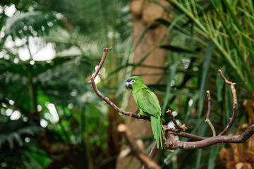Hahn's Dwarf Macaw © Sara