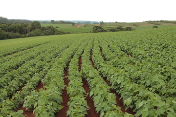 Bean plantation agriculture