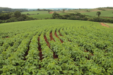 Fototapeta na wymiar Bean plantation agriculture