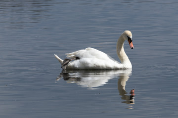 Reflected Swan 5