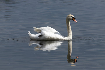 Reflected Swan 4