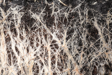 Closeup view of grass roots in soil as background