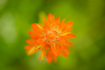 Common Red Paintbrush Abstract
