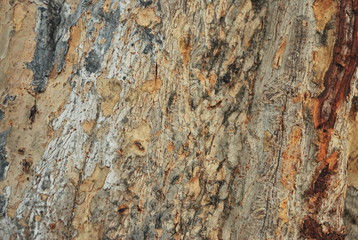 wood in texture