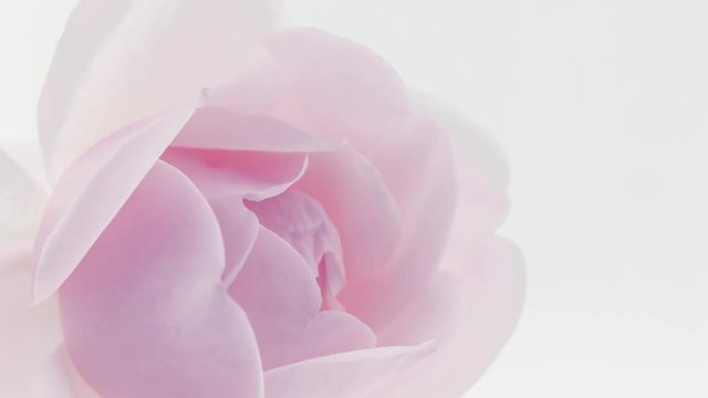 Beautiful pink rose opening closeup over white background. Blooming rose flower. Floral backdrop, Valentine's Day concept. Timelapse. 4K UHD video footage. 3840X2160