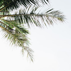 Obraz premium Summer tropical green palm tree against white sky. Minimal wallpaper.Summer concept on Phuket, Thailand.