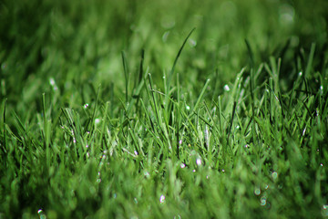Green Dew Grass