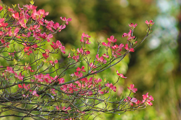 Pink Dogwood Flowers