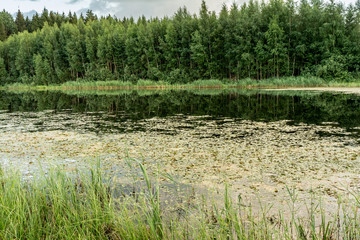 Forest lake in the summer evening, forest landscape background