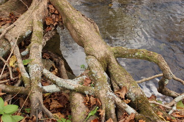 Obraz premium Tree Roots