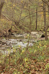 Forest Stream