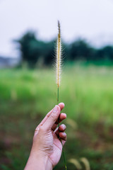 hand with the yellow reeds in the afternoon blends beautifully with the greenery