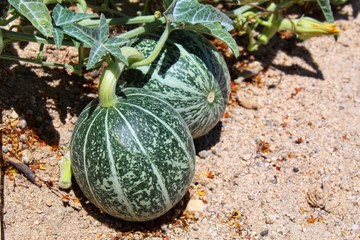 Fruits of Cucurbita Palmata, commonly Coyote Melon, encapsulate seeds, Southern Mojave Desert...