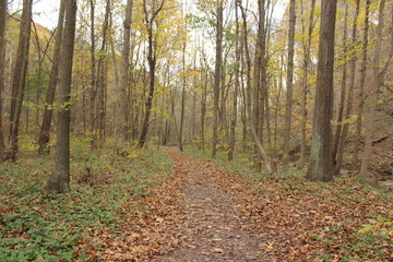 Obraz premium Forest Path