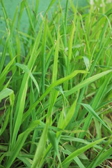 green grass
