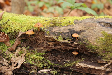 Mushrooms on Logs