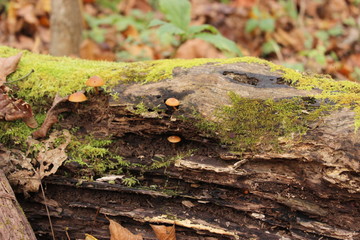 Mushrooms on Logs