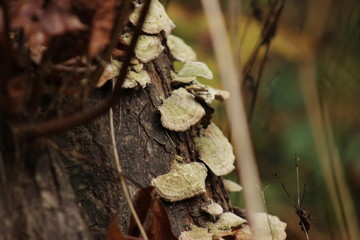Mushrooms on Logs