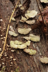 Mushrooms on Logs
