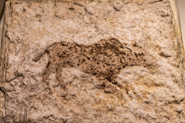 A rock painting in Catalhoyuk from Paleolithic Age