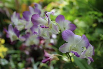 Obraz premium Purple and White Orchid in Garden