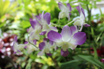 Purple and White Orchid in Garden
