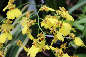 Yellow Orchids