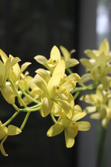 Yellow Orchids