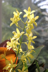Yellow Orchids